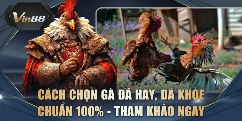 Cách chọn gà đá hay