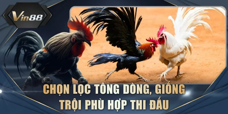 Chọn lọc tông dòng, giống trội phù hợp thi đấu